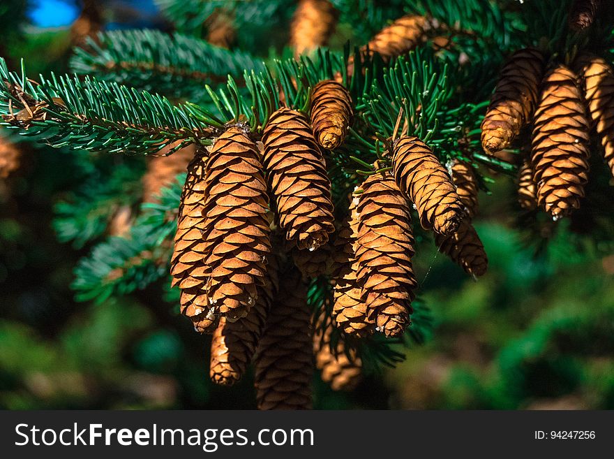 Pine Family, Spruce, Conifer, Tree