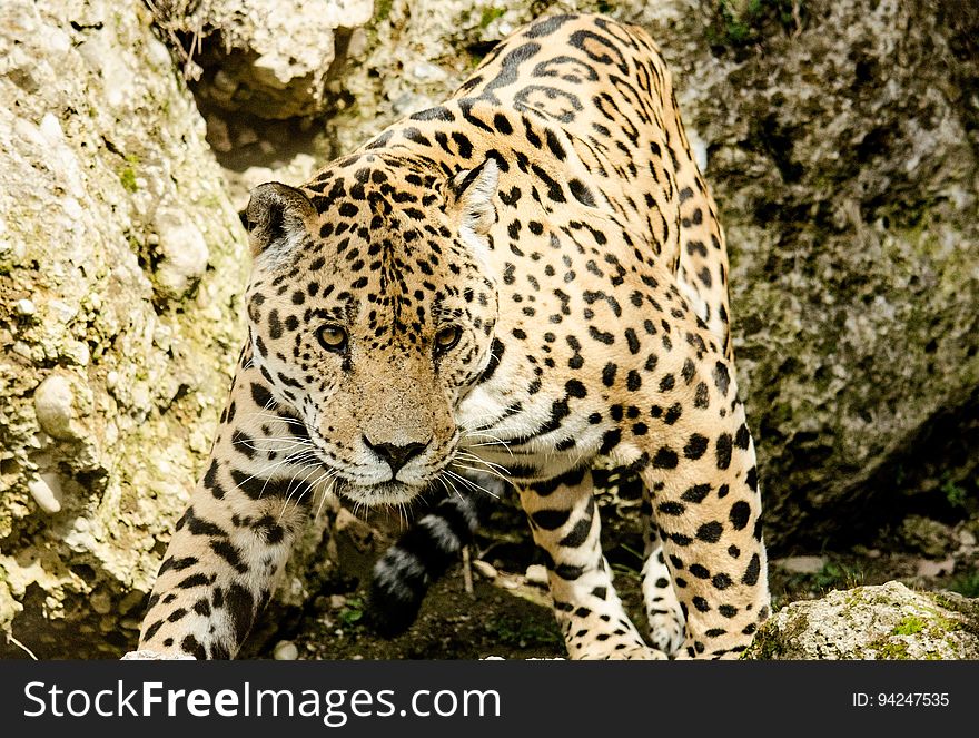 Leopard, Jaguar, Terrestrial Animal, Wildlife