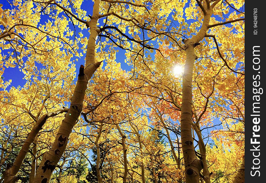 Nature, Tree, Yellow, Autumn