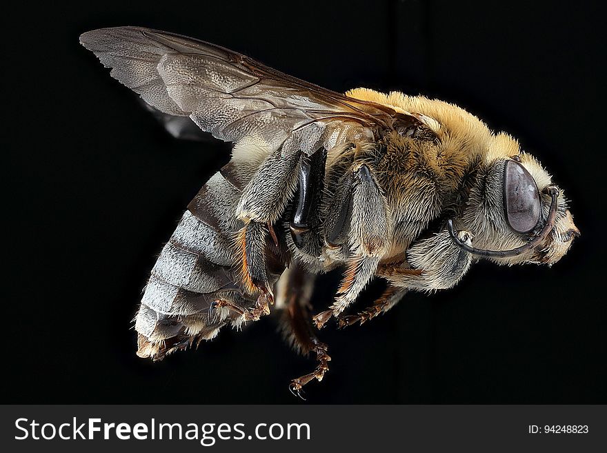 Insect, Honey Bee, Bee, Invertebrate