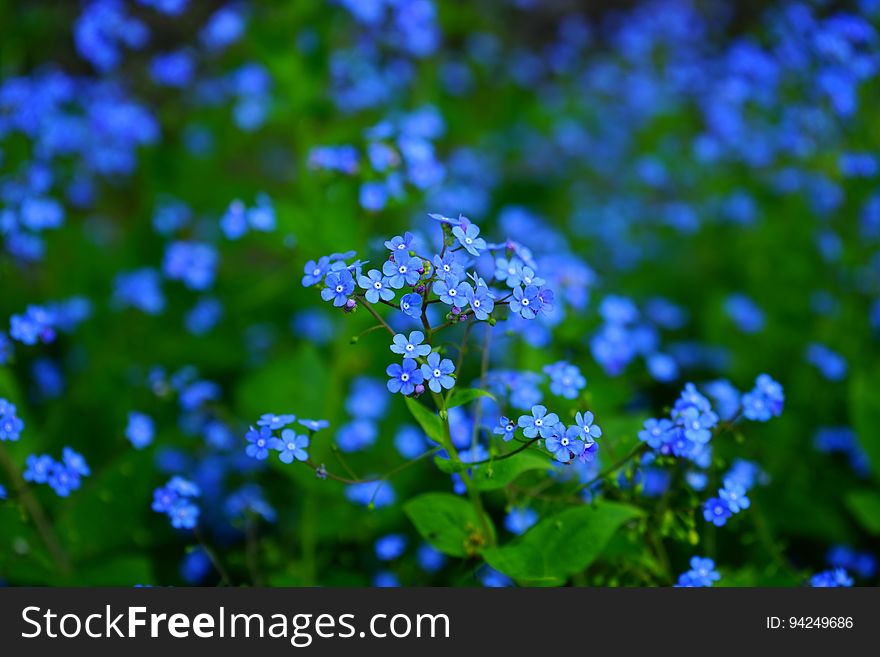 Blue, Flower, Forget Me Not, Plant