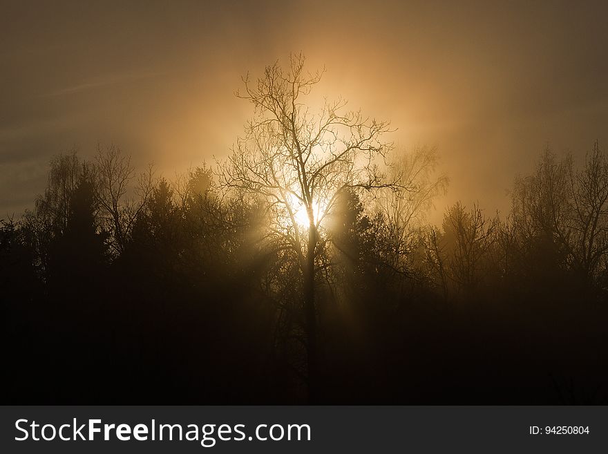 Sky, Atmosphere, Tree, Mist