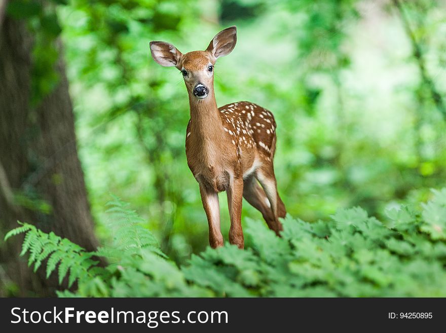 Wildlife, Deer, Mammal, Fauna