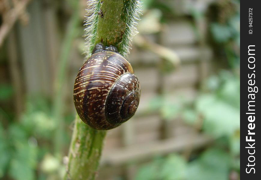 Snail, Snails And Slugs, Flora, Close Up