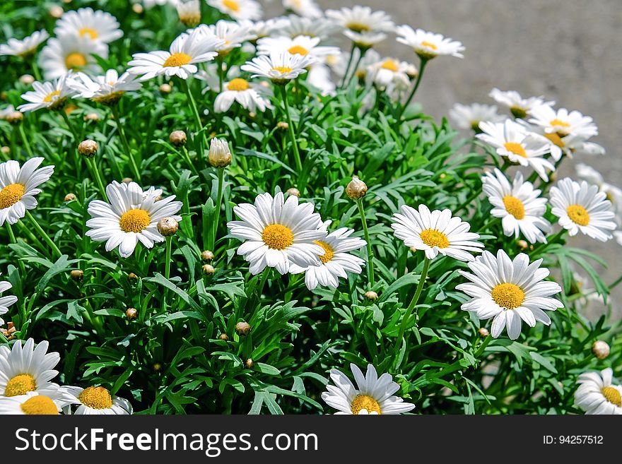 Flower, Plant, Oxeye Daisy, Marguerite Daisy