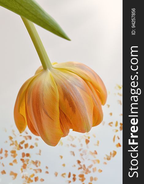 Flower, Orange, Close Up, Petal