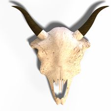 Skull Of A Dead Animal Royalty Free Stock Photo