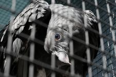 Vulture Stock Photography Vulture Stock Photography