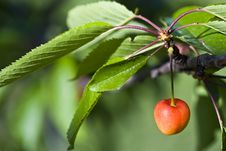 Cherry Tree Stock Photos Cherry Tree Stock Photos