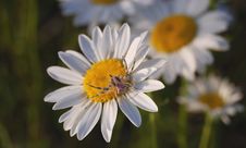 Flower Crab Spider Stock Photos