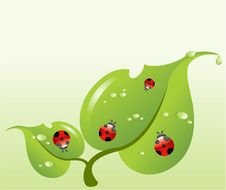 Red Ladybirds Stock Images