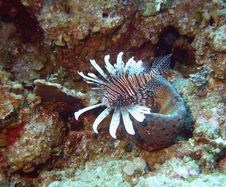 Lionfish Plumage Royalty Free Stock Image Lionfish Plumage Royalty Free Stock Image