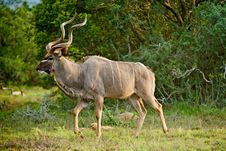 Kudu Bull Dawn Stock Images