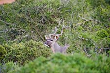 Kudu In The Bush Stock Photo