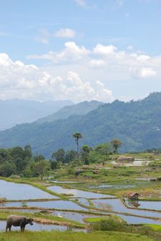 Buffalo, Rice Terrace, Palms, Blue Sky, Asia Royalty Free Stock Photography Buffalo, Rice Terrace, Palms, Blue Sky, Asia Royalty Free Stock Photography