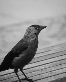 Crow Stock Photography Crow Stock Photography