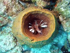 Lionfish In Barrel Sponge Stock Image