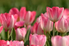 Pink Tulips Stock Photo Pink Tulips Stock Photo