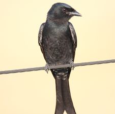 Wild Bird On Steel Wire Stock Photos