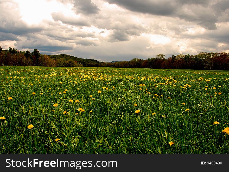 storm clouds rise above a field of dandelions