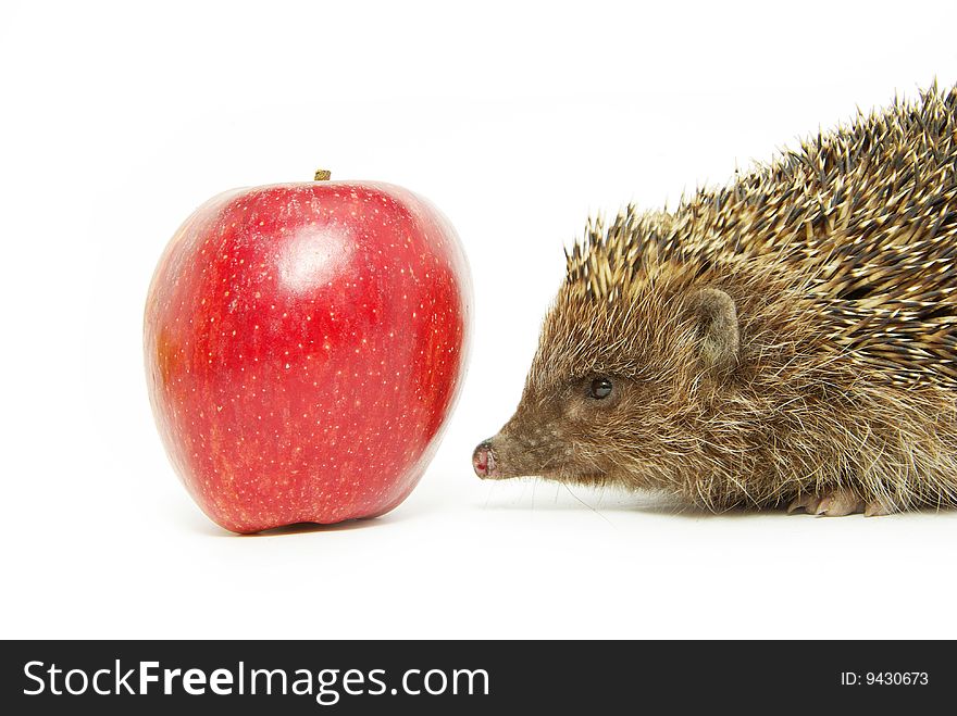 Apple and hedgehog isolated on white