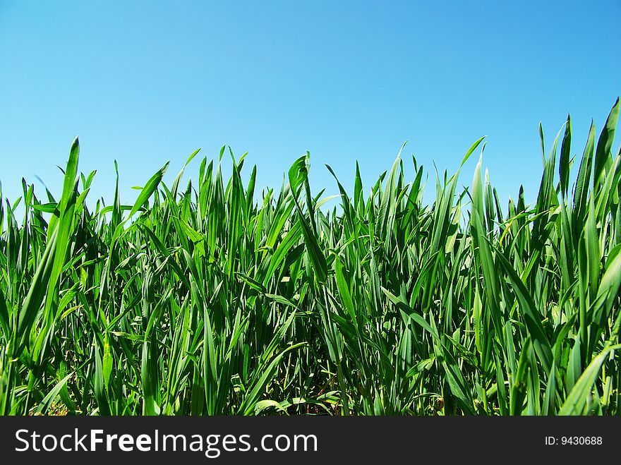 Beautiful green lawn isolated on sky