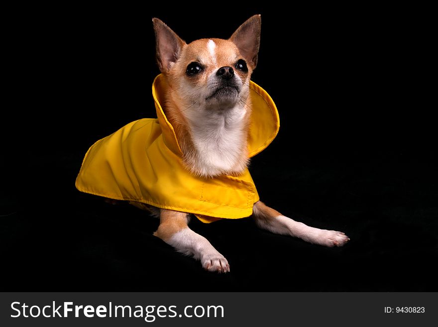 A little Chihuahua in a yellow raincoat, isolated on a black background. A little Chihuahua in a yellow raincoat, isolated on a black background.