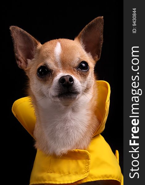 A little Chihuahua in a yellow raincoat, isolated on a black background. A little Chihuahua in a yellow raincoat, isolated on a black background.