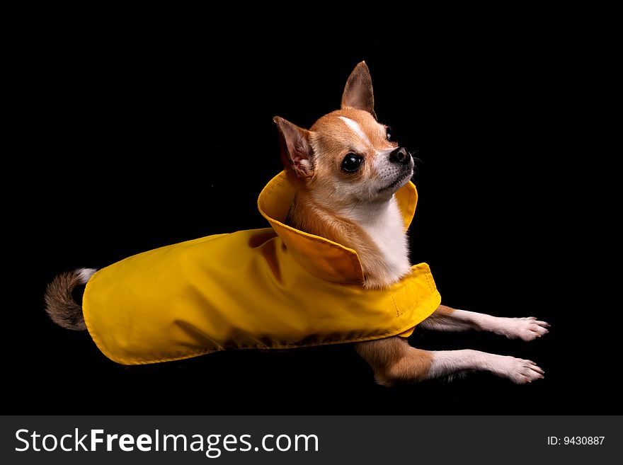 A little Chihuahua in a yellow raincoat, isolated on a black background. A little Chihuahua in a yellow raincoat, isolated on a black background.