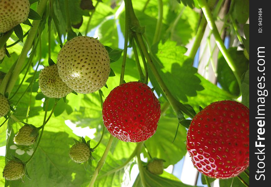 Sweet red stawberry on the plant. Sweet red stawberry on the plant