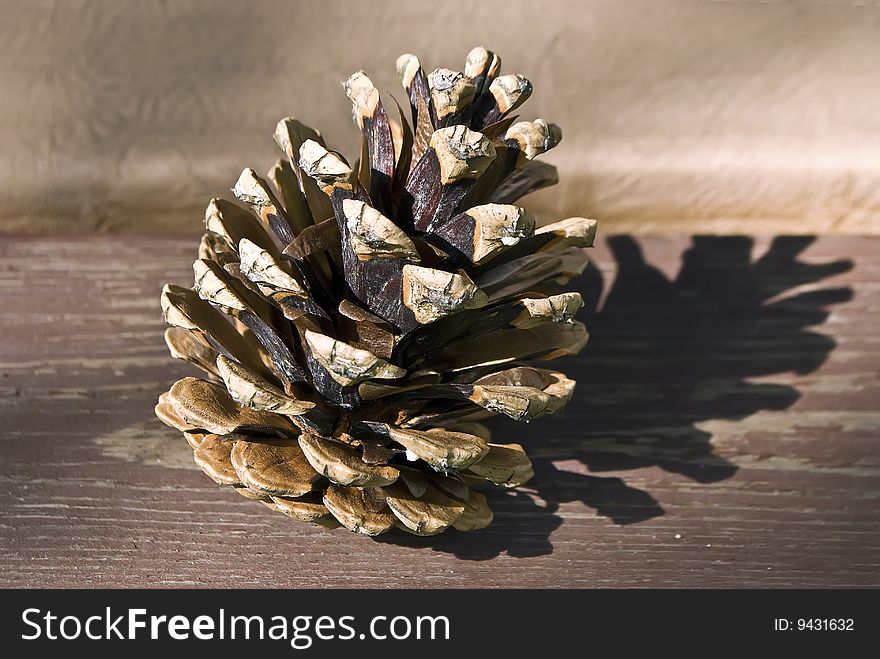 Cone on the wood in the sun with a shadow