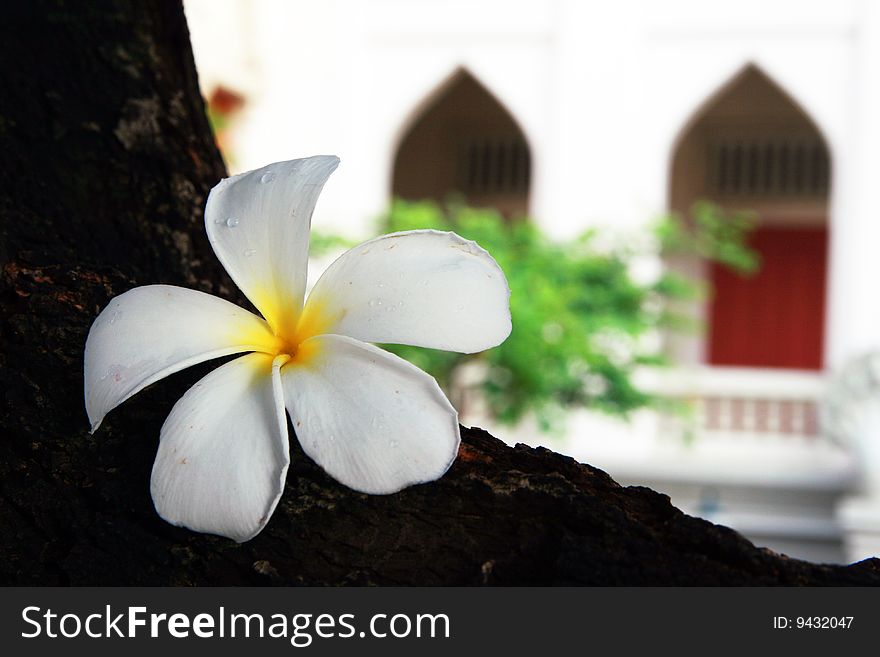 White plumeria flower with background of an ancient thai building