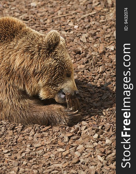 Brown bear (Ursus Arctor) chewing a tree branch. Brown bear (Ursus Arctor) chewing a tree branch
