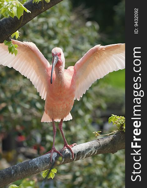 Scarlet Ibis learning to fly - focus on eyes. Scarlet Ibis learning to fly - focus on eyes