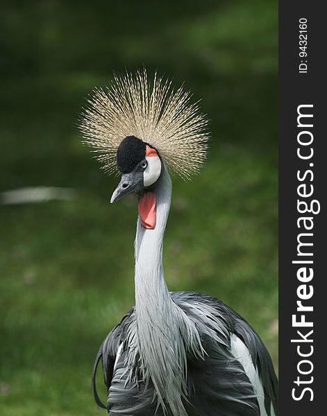 Crowned Crane - Balearica Pavonina showing her best profile