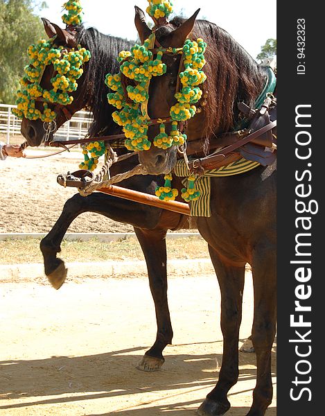 Bay stallions, driving in harness at the feria in Jerez. Bay stallions, driving in harness at the feria in Jerez