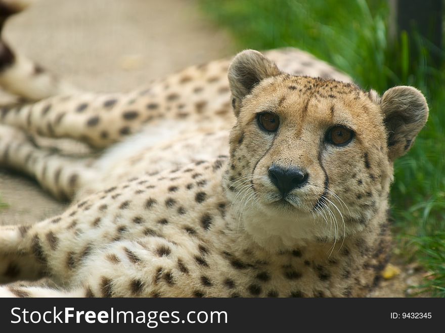 Cheetah (Acinonyx jubatus) looking straight at the camera