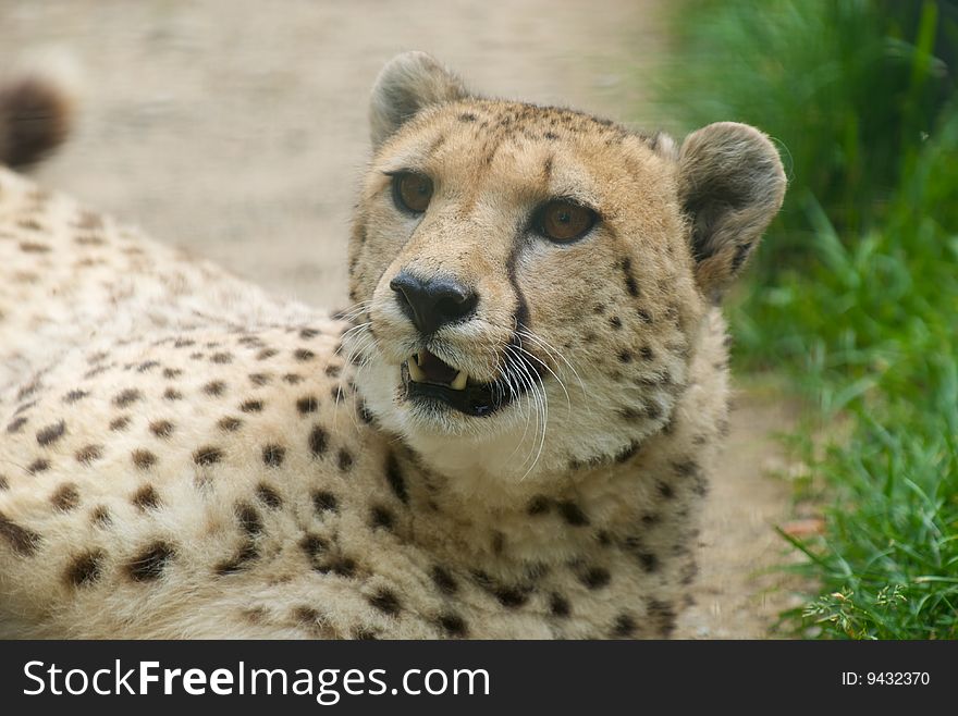 Cheetah (Acinonyx jubatus) is relaxing after a run