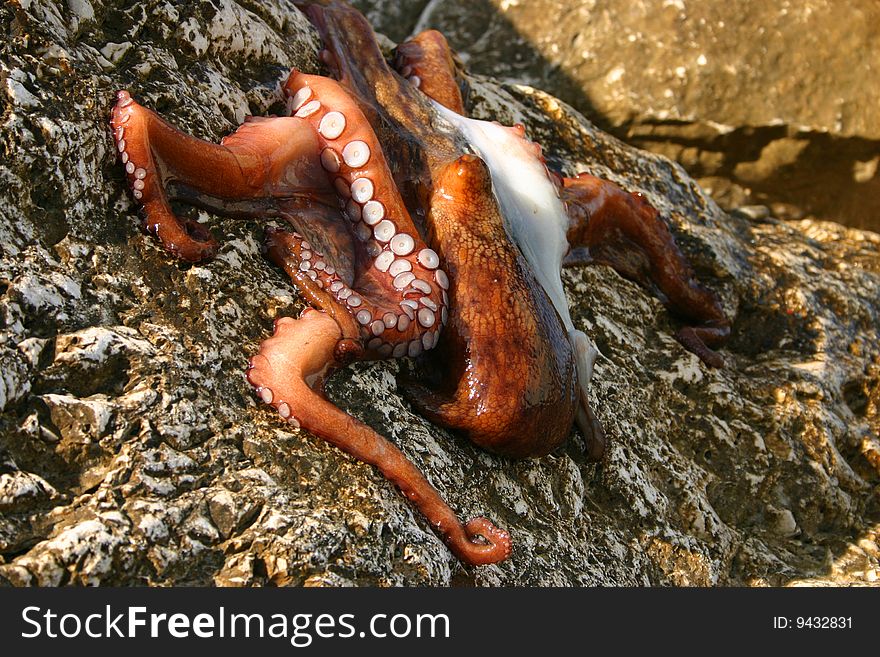 Octopus just caught lying on a rock
