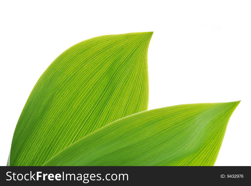 Green leaves on white background