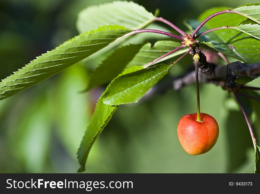 Closeup of a cherry and leaves of a cherry tree