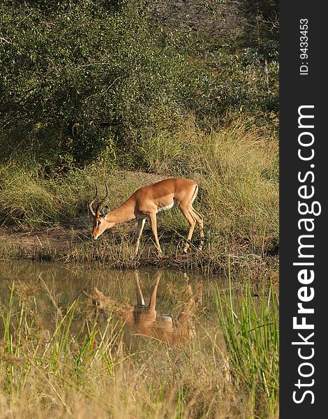 Impala in Sabi Sand Game Reserve, South Africa. Impala in Sabi Sand Game Reserve, South Africa