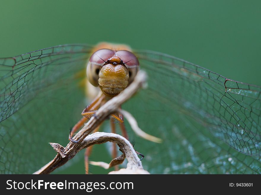 Wandering Glider perched on a twig.