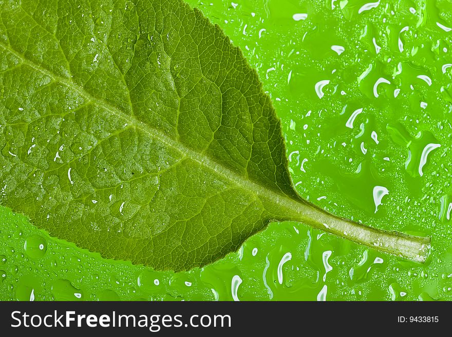 Texture leaf with water drops.Nanure