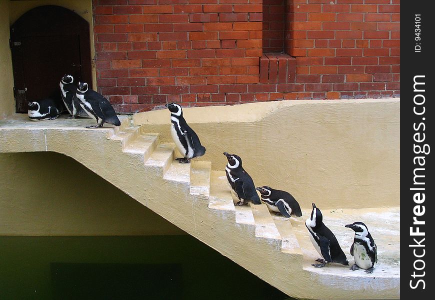 Penguins in Sea Museum in Lithuania. This museum is laid in an old marine fortress. Penguins in Sea Museum in Lithuania. This museum is laid in an old marine fortress.