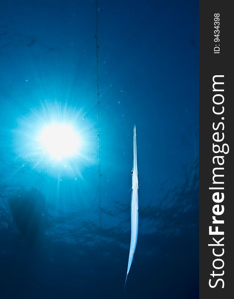 Ocean, Sun And Cornetfish