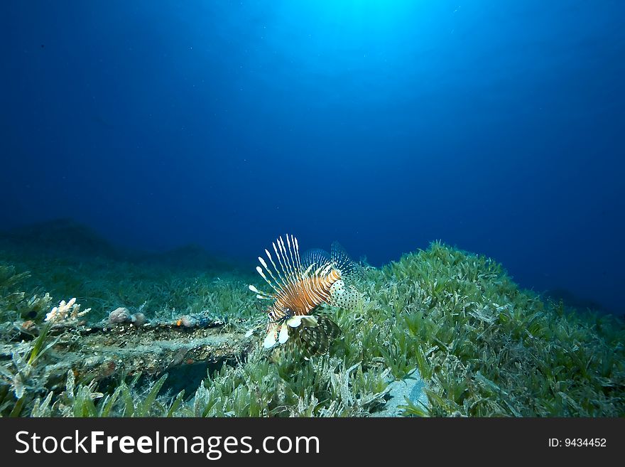 Ocean, sun and lionfish taken in the red sea.