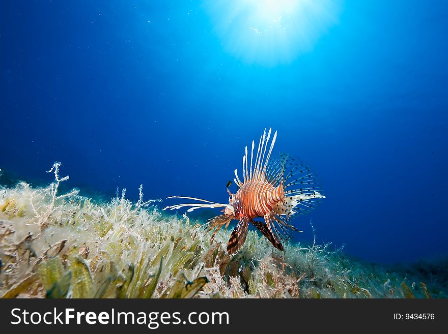 Ocean, sun and lionfish taken in the red sea.