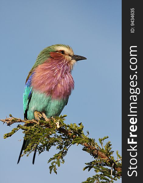 Lilac breatsed roller, South Africa