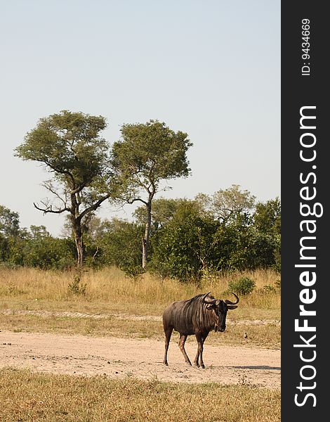 Blue Wildebeest in Sabi Sand Game Reserve